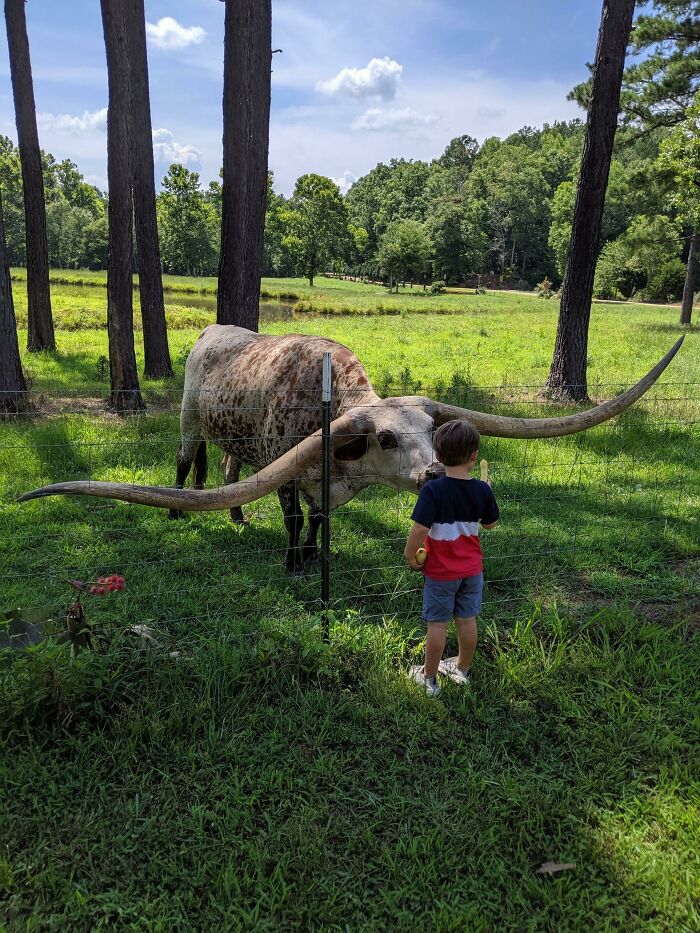 Conocimos a Poncho Via, el toro Longhorn con los cuernos más largos de la historia