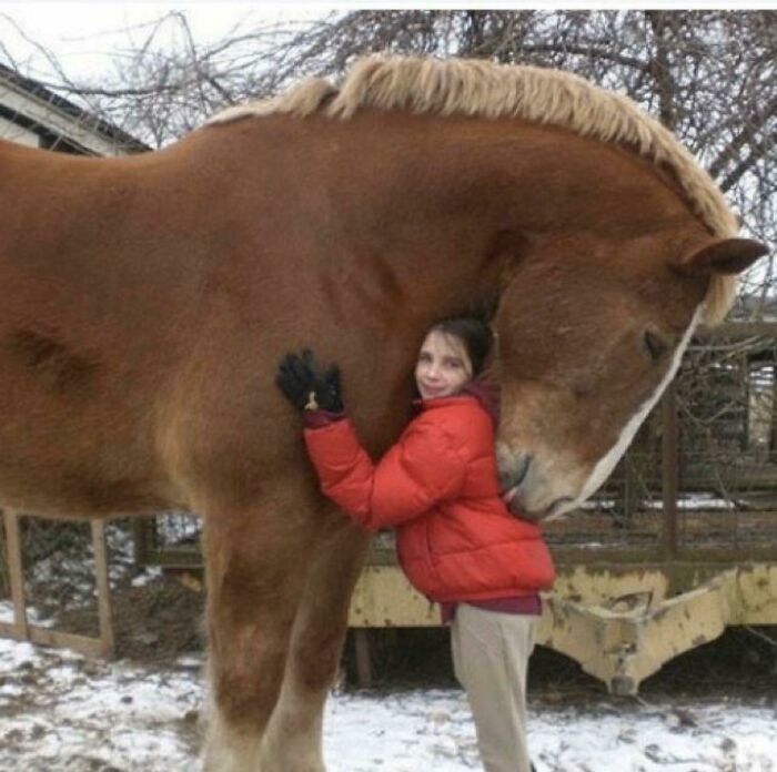 ¡Una unidad absoluta de un caballo!