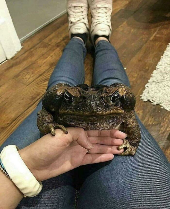 ¡Unidad absoluta de un sapo!