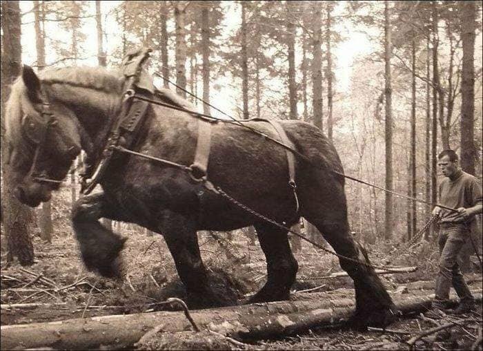 Foto antigua de un caballo de trabajo