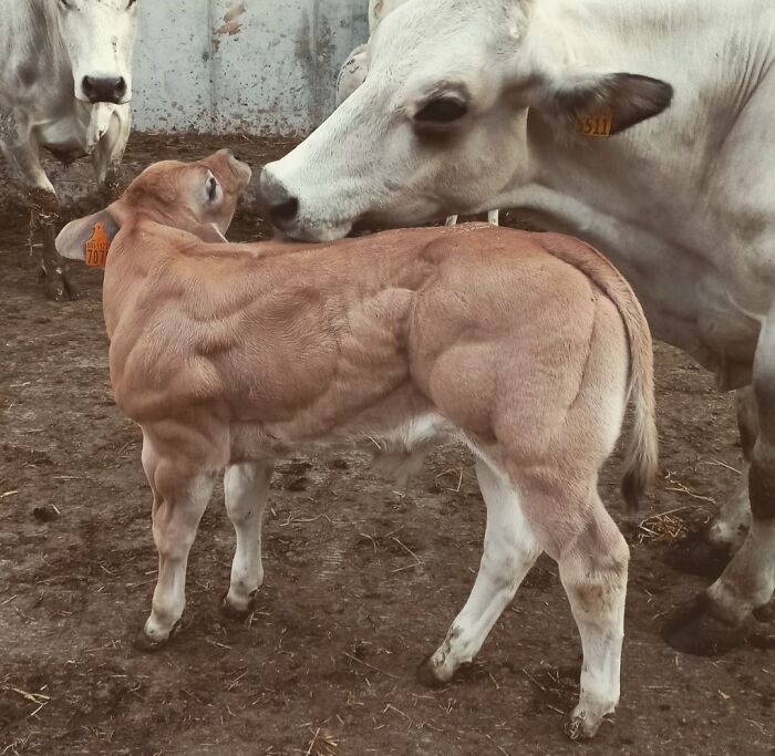 Esta unidad absoluta de un ternero le ha dado duro de joven