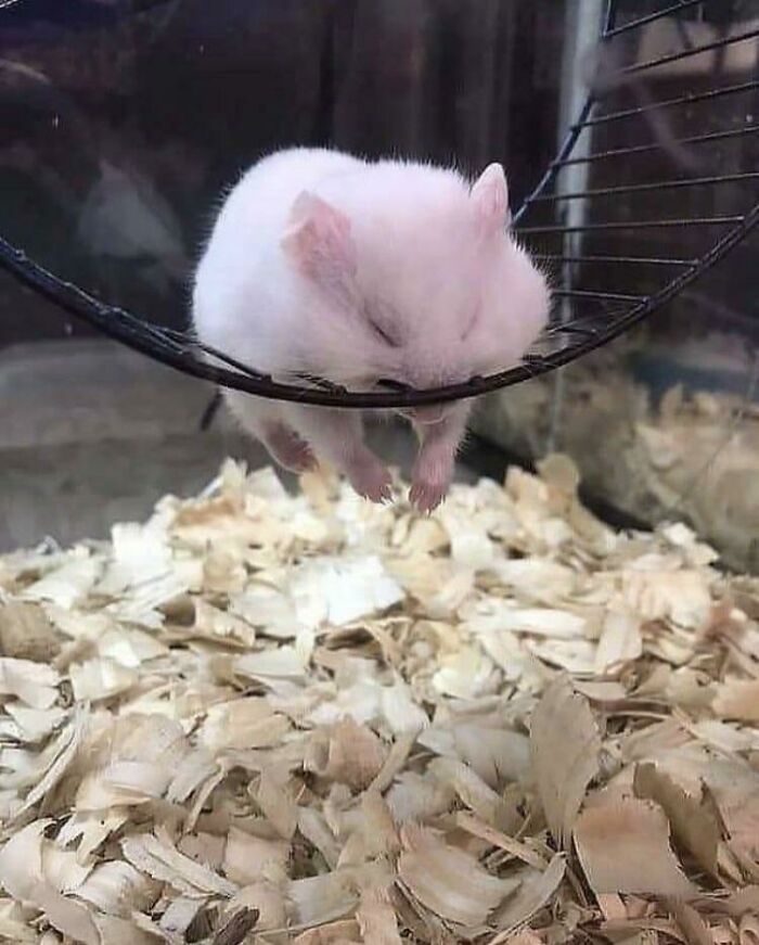 Cansadito