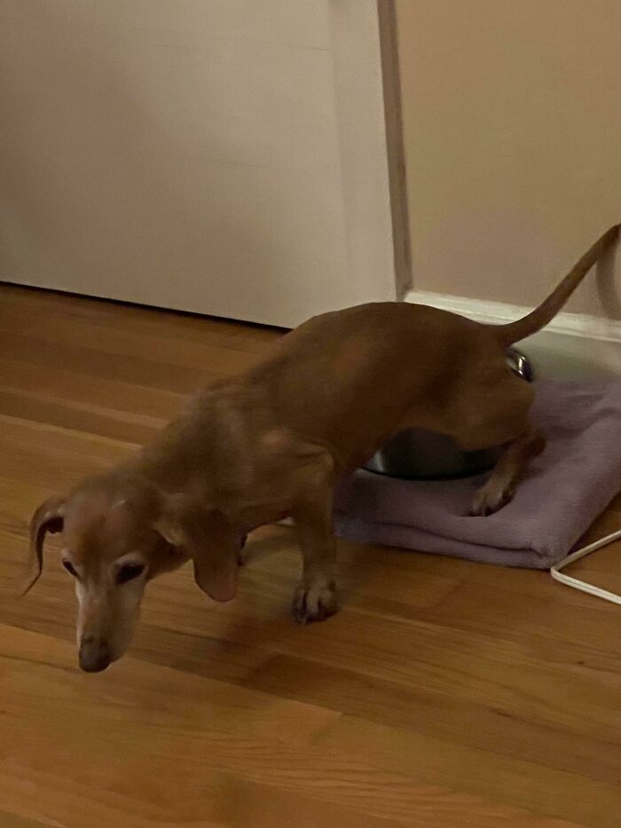 Me preguntaba cómo se rellenaba el cuenco de agua del perro... bueeeno