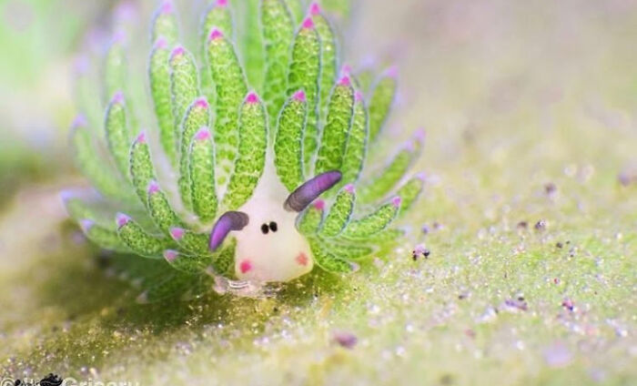 Las ovejas marinas son de los pocos animales que usan algas para hacer la fotosíntesis