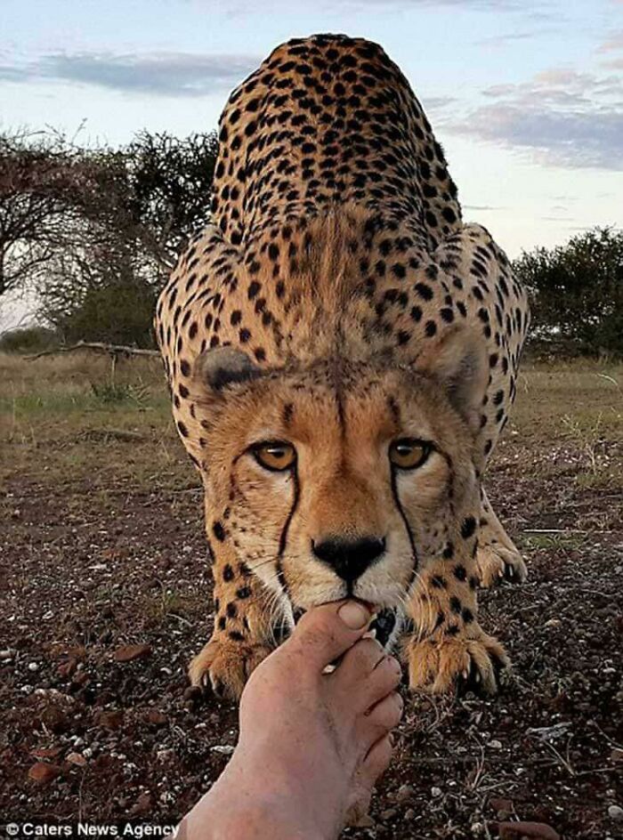 Guepardo lamiendo el dedo a un fotógrafo para saludar