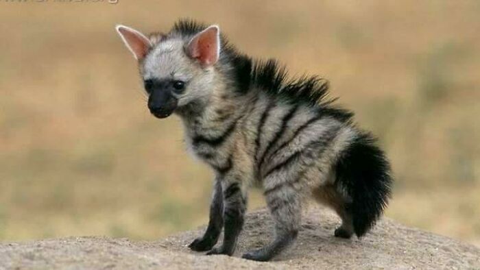 Cria de lobo de tierra
