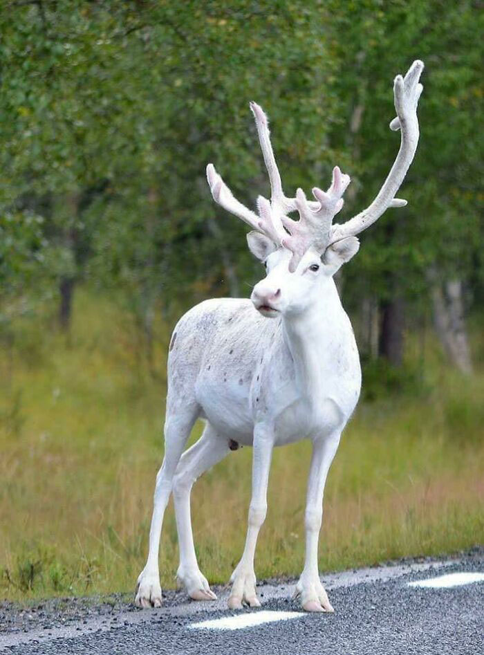 Reno blanco majestuoso