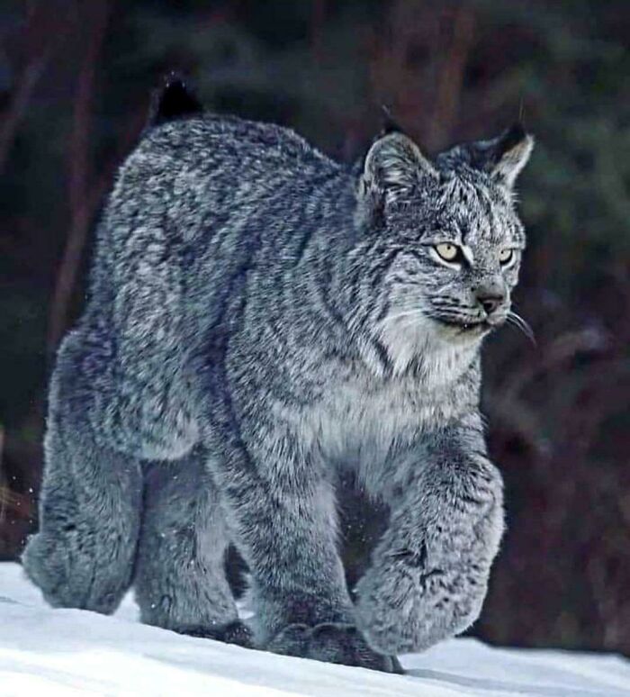 Lince de las nieves canadiense, especie protegida