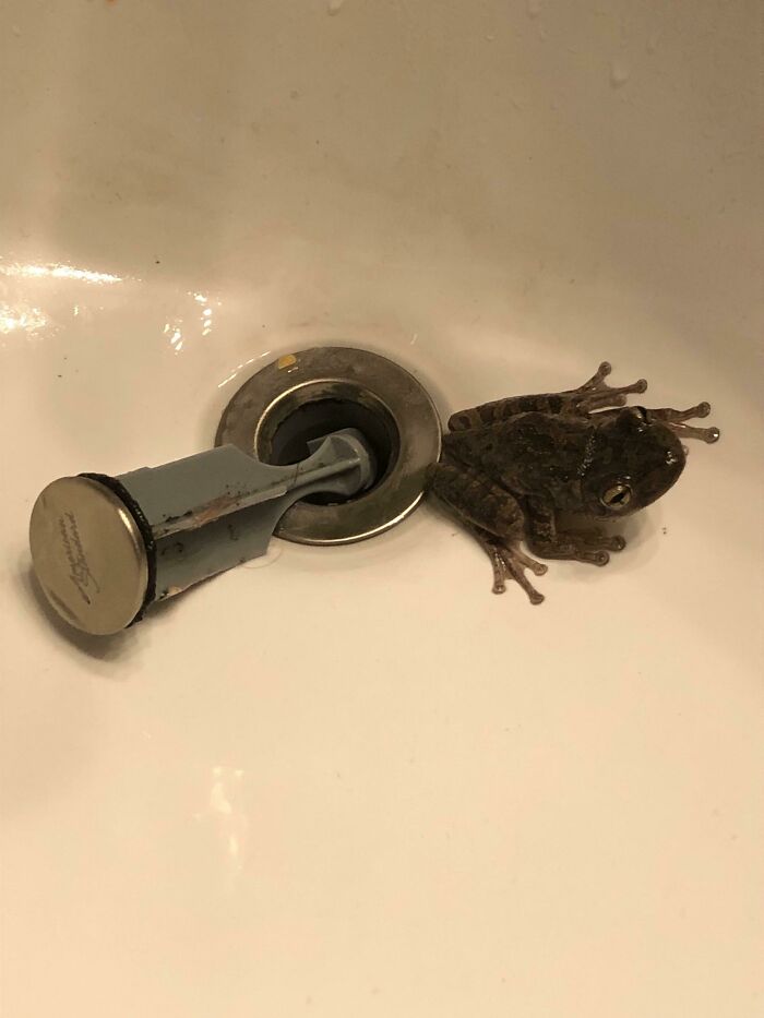 Mi desagüe estaba obstruido, así que lo levanté y salió una rana