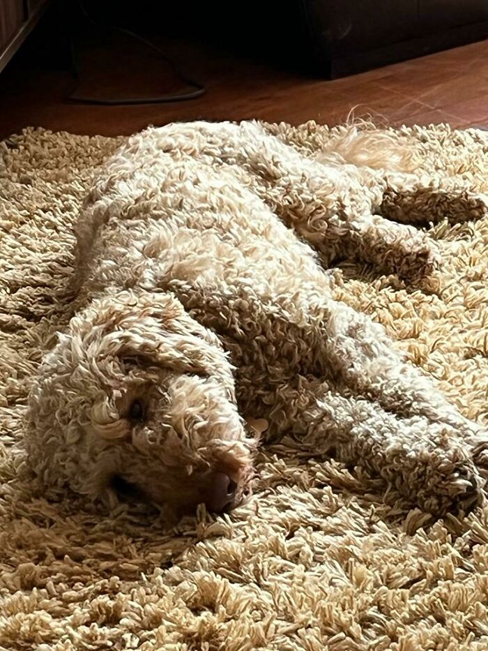 El perro de mis padres en una alfombra casi idéntica