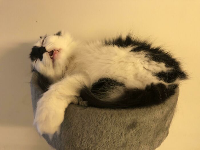 Este es Pete, durmiendo. No es fotogénico