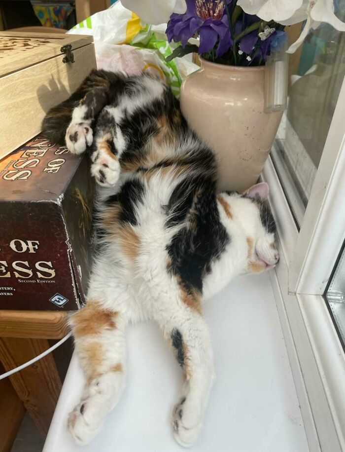 Siesta imparable