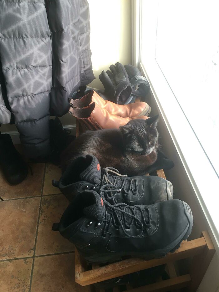Camuflada como zapato