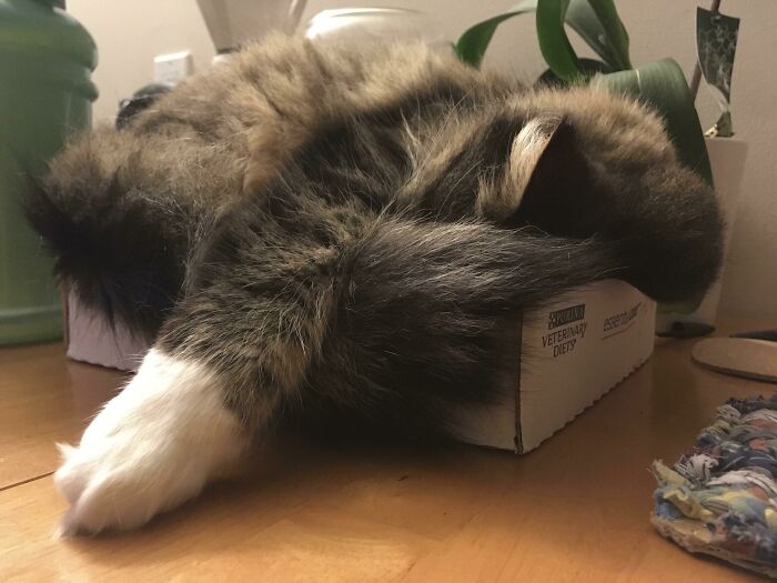 Más masa que gato