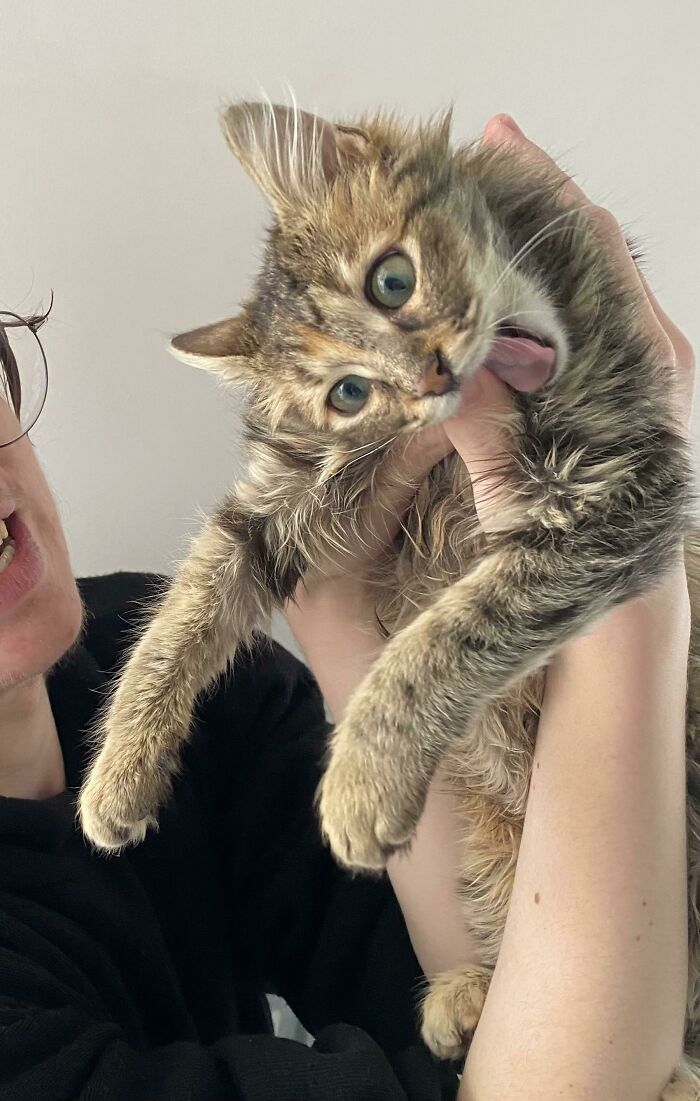Nuestro gato está un poco loco