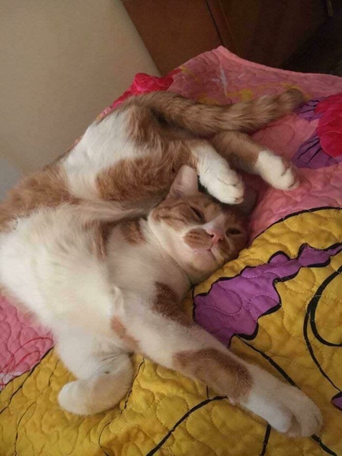 Así dormía mi gato hace unos años