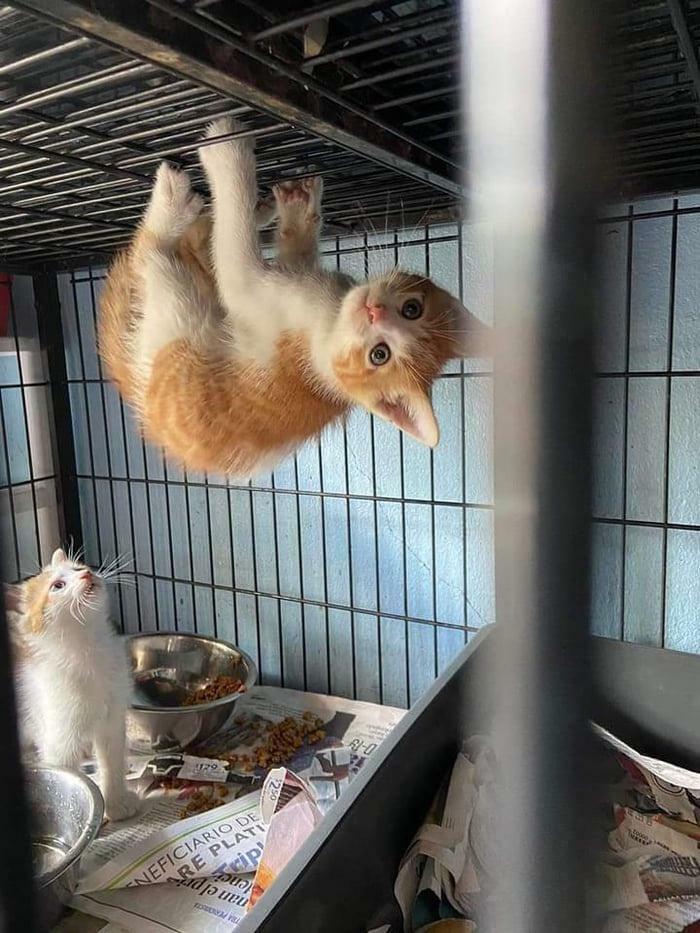 Quiere ser una araña