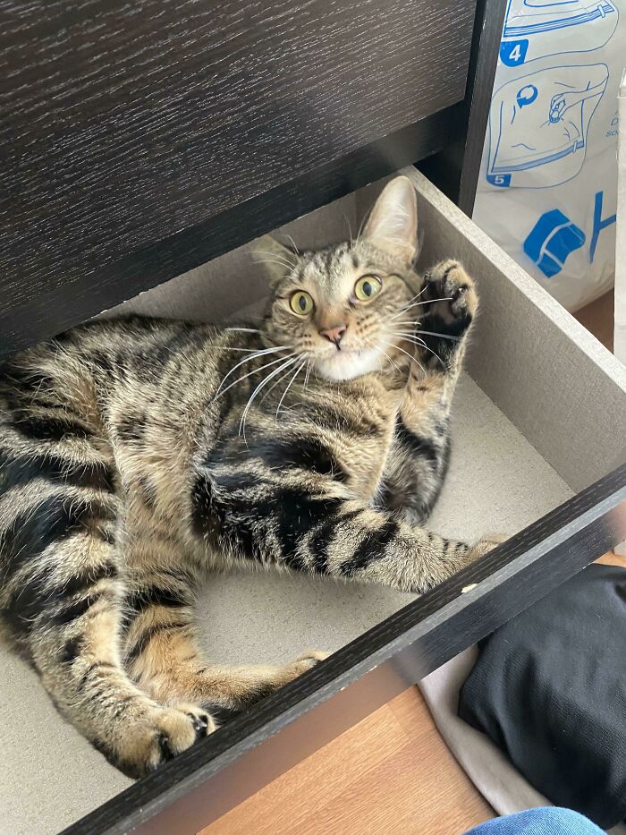 Solo quería reorganizar mi cajón