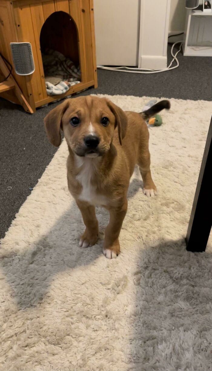 Mi novia y yo nos mudamos a un nuevo apartamento que admite perros, y el día que firmamos el contrato de alquiler, fuimos a por este pequeñín. ¡Conoced a Duke!
