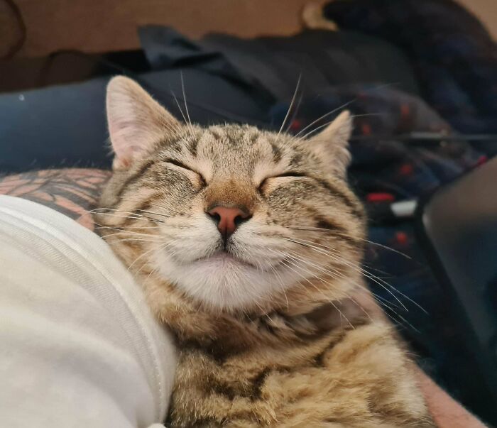 ¿Os parece feliz mi gatito callejero con su nuevo hogar?