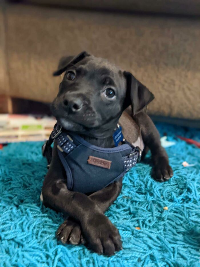 ¡Tengo un nuevo mejor amigo del refugio!