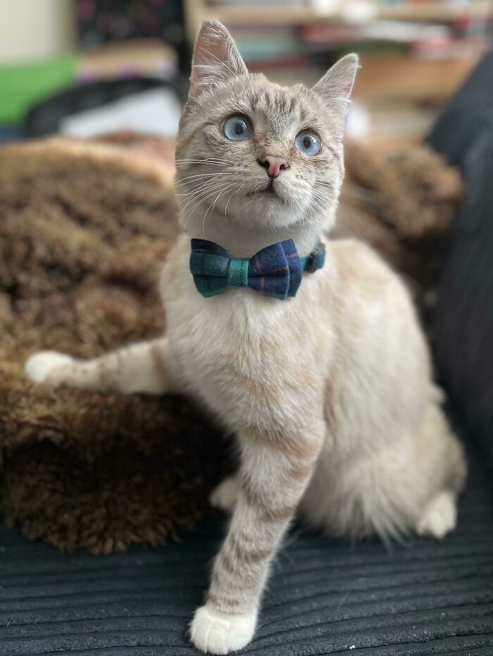 Fue encontrado en una granja como un pobre gatito asilvestrado. Ahora tiene una familia que lo quiere y lo mima. (Sólo llevó la pajarita durante el tiempo que duró la foto)
