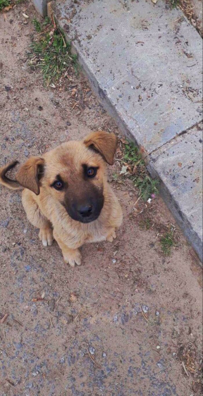 Fui a dar un paseo y este tipo estaba sentado allí, le di algo de comida y me siguió a casa