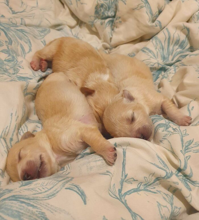 El viernes encontré 3 recién nacidos en una bolsa vacía de comida para perros. ¿Quién necesita un bebé cuando puede criar a 3 cachorros? Mi vida gira actualmente en torno a los abrazos, el sueño, la leche y una enorme cantidad de caca
