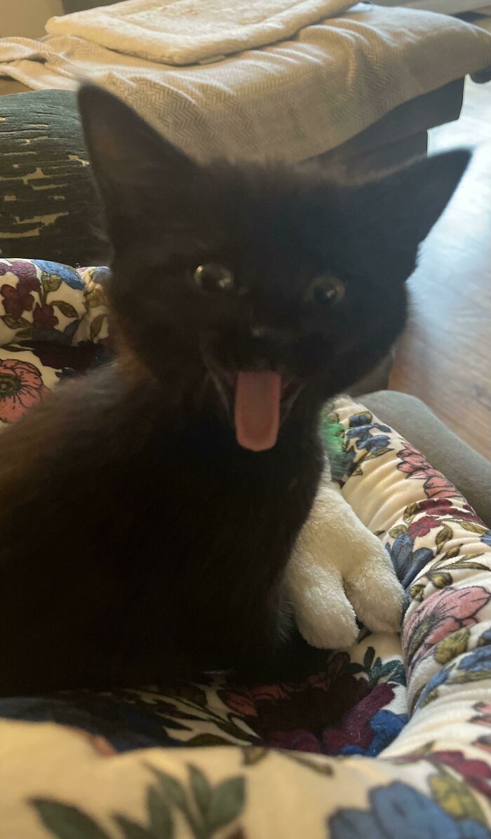 Mi compañero de piso tiene un gatito