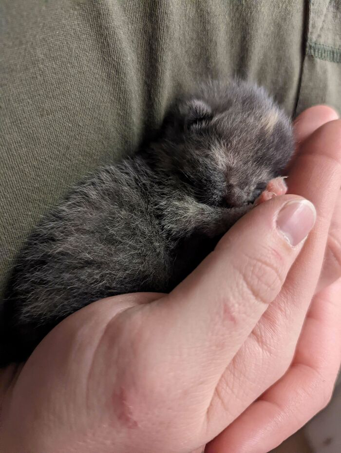 Encontré un gatito junto a la carretera