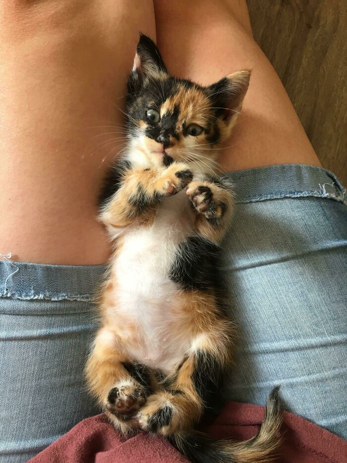 Algún imbécil la dejó en el lado de la carretera. ¡Ahora es mía! Conoced a Dottie