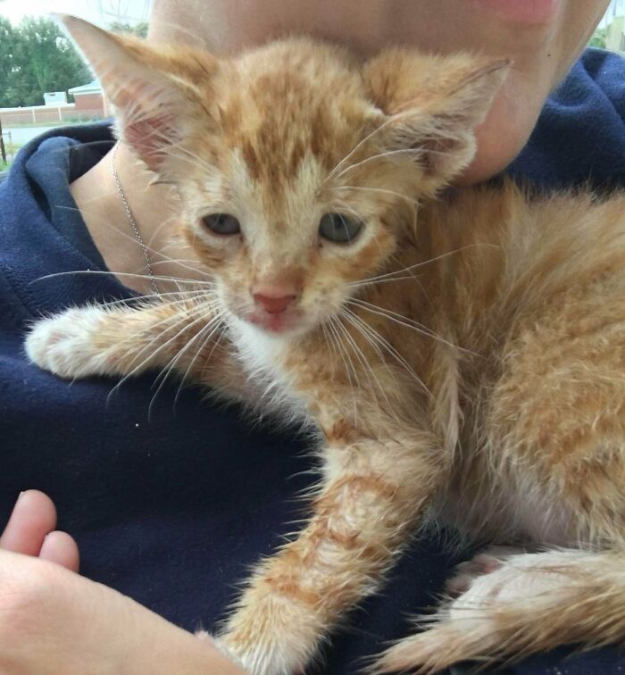 Rescaté a Fred en medio de una carretera lluviosa. ¡Gracias Universo por permitirme estar en ese lugar y momento exacto!
