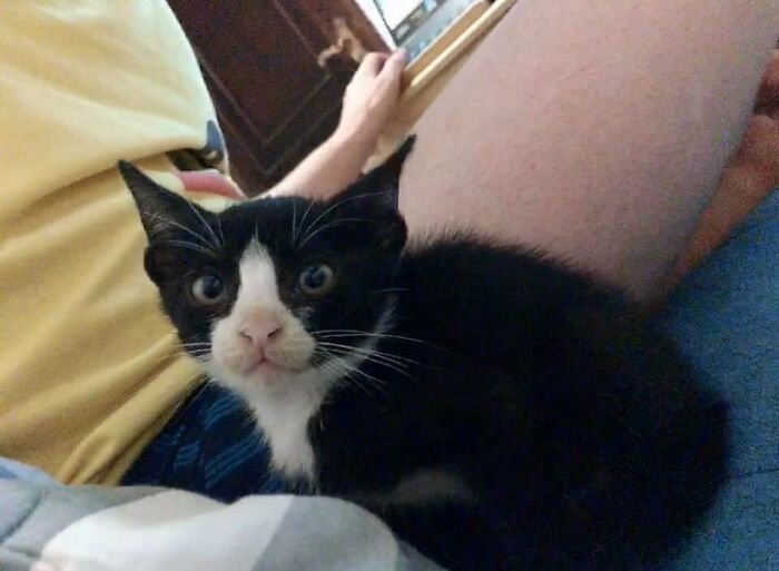 Mi novia dijo que era feo. Le dije que los gatos feos también necesitan amor. Y ella respondió: "Las personas feas también, por eso estoy aquí"