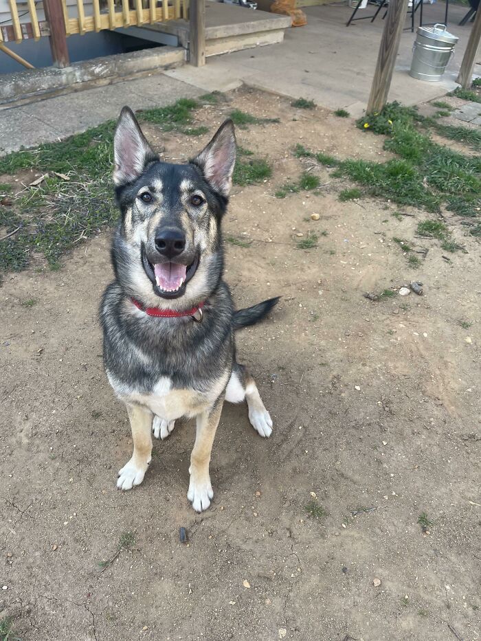 Después de ser devuelto durante los primeros 9 meses de su vida, Griffin está en casa
