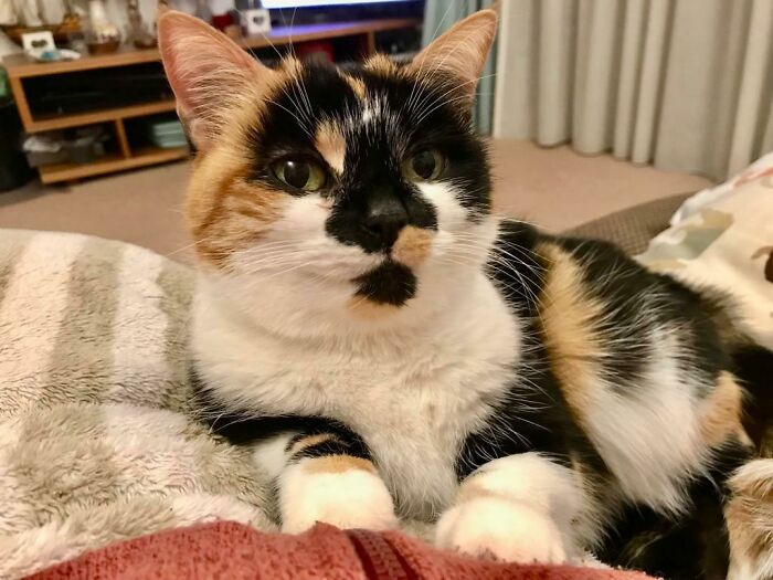 Esta dulce dama es Poppy. Tiene 12 años y la hemos adoptado porque su anterior dueño falleció. Se ha adaptado muy rápidamente