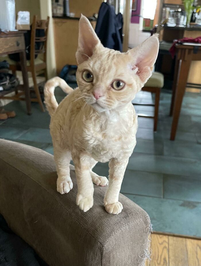 El nuevo miembro de nuestra familia, una chica Devon Rex de 5 meses de edad de Ucrania. Todavía discutiendo sobre el nombre. A mí me gusta "Katarina", a mi esposa no