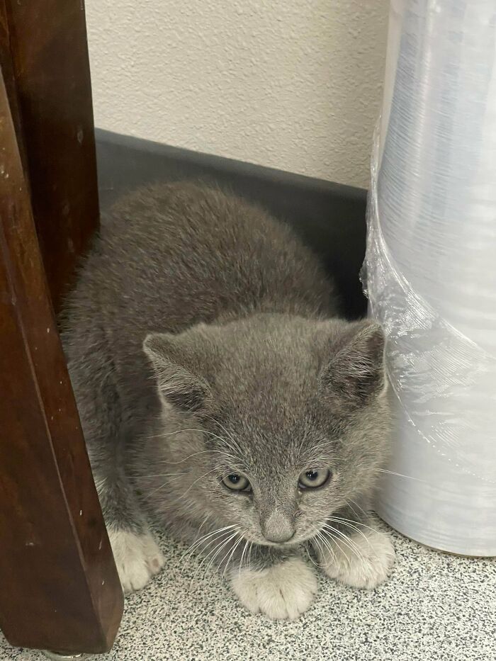 Para el ser humano despreciable que decidió abandonar a este precioso bebé en mi puerta, espero que nunca experimentes el amor como él lo hace ahora