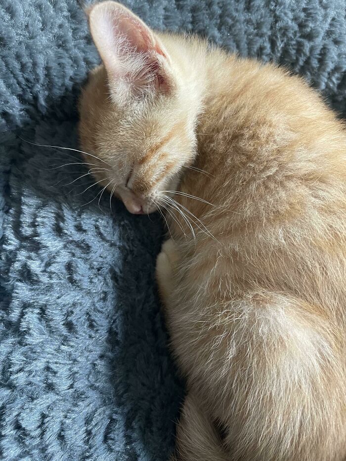 Saludos. Conozcan a Nacho. Mi gatito de 8 semanas que adopté del refugio hace una hora