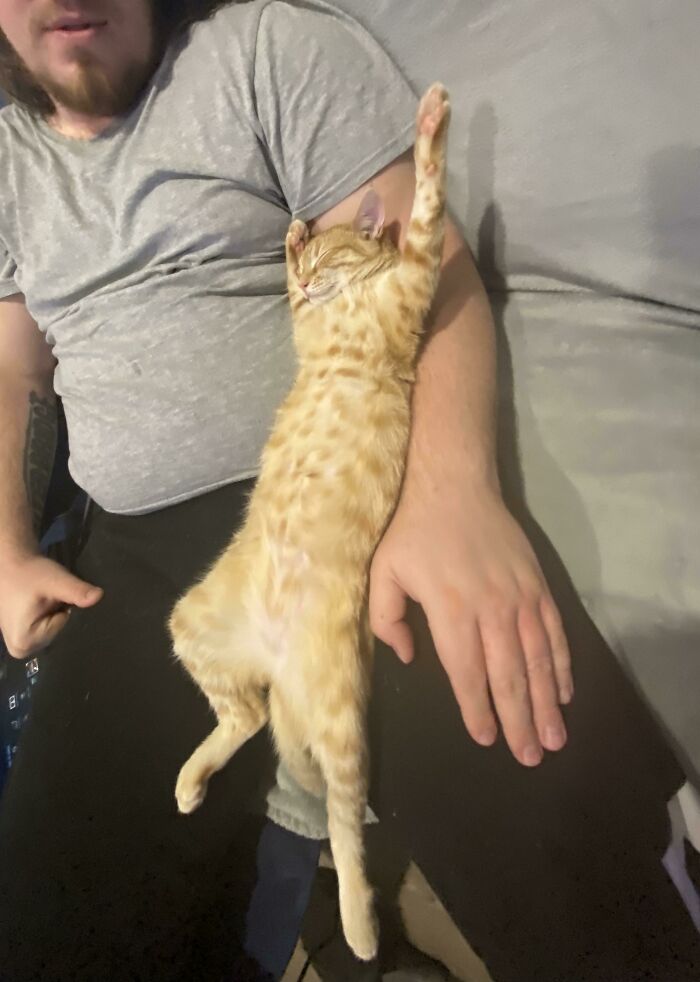 Adoptamos a Mango hace 3 semanas. Así es como duerme con su padre