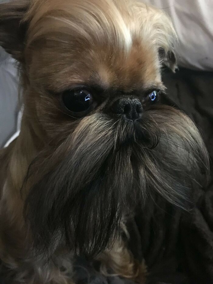 Le he cortado el pelo a mi perro para que parezca una persona