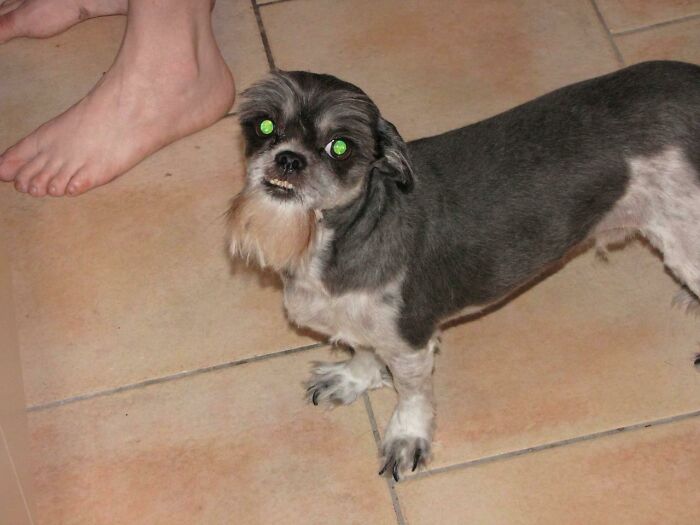 Probablemente sea la última vez que me permitan cortarle el pelo a mi perro