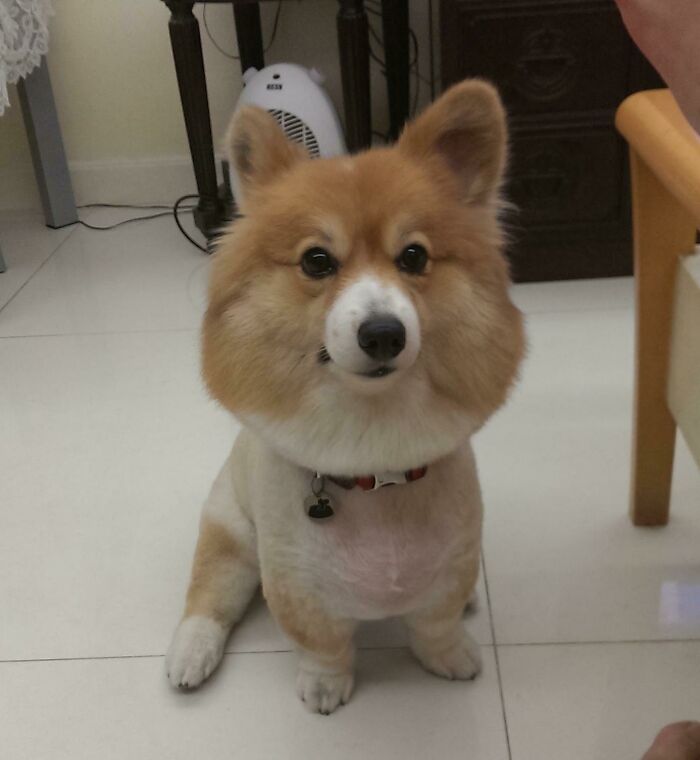 Corgi esponjoso... el peluquero lo afeitó por error