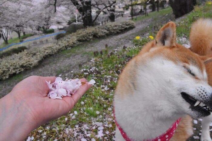 “Japanese Stuff Without Context”: 40 Funny And Weird Pics That Showcase How Unique Japan Really Is