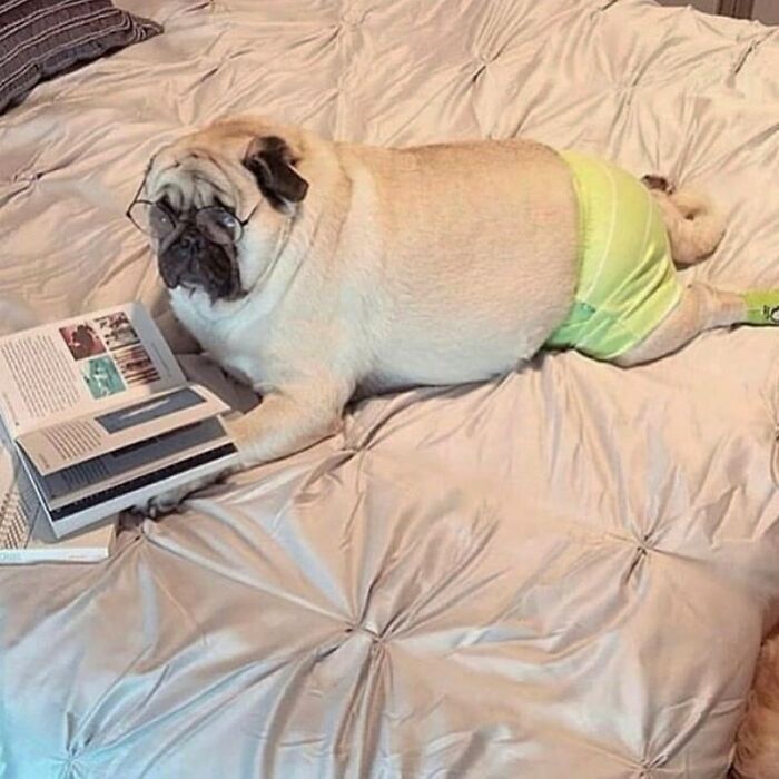 'Not My Animal': 40 Animal Pics That Just Don't Make Any Sense, As Shared On This Instagram Account