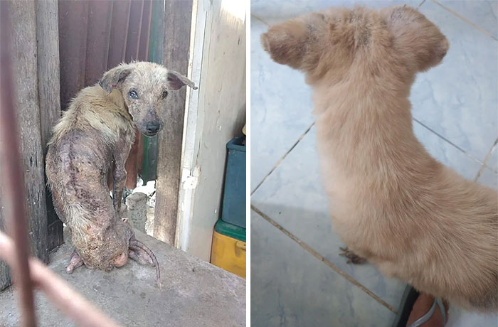 Xena cuando la rescatamos de su monstruoso dueño y su progreso en poco tiempo