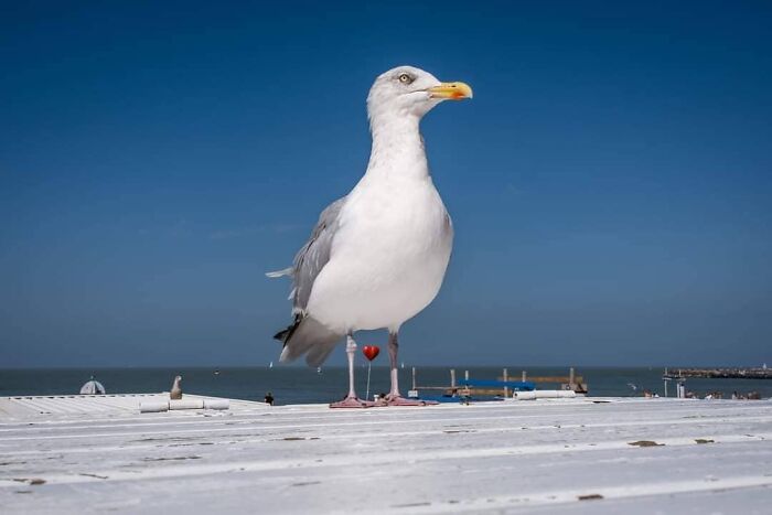 30 Extraordinary Pictures Taken By Jeffrey De Keyser Embracing "The Absurd Human Condition"