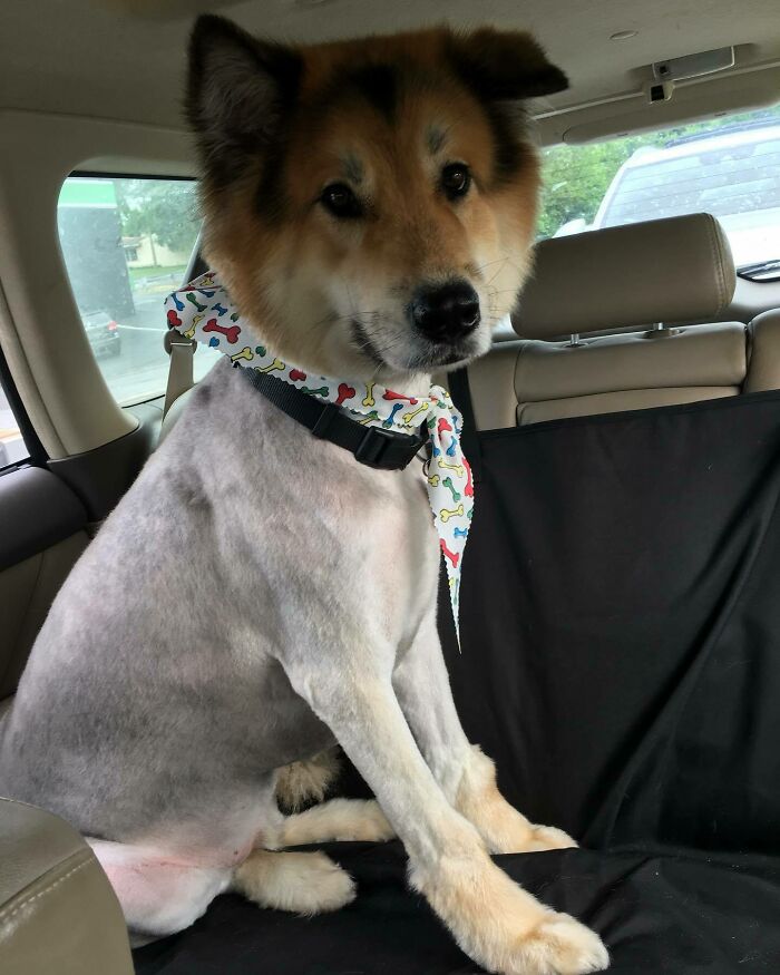 Mamá me llevó de fiesta y el peluquero me mandó a casa con aspecto de pepito de pollo pelado