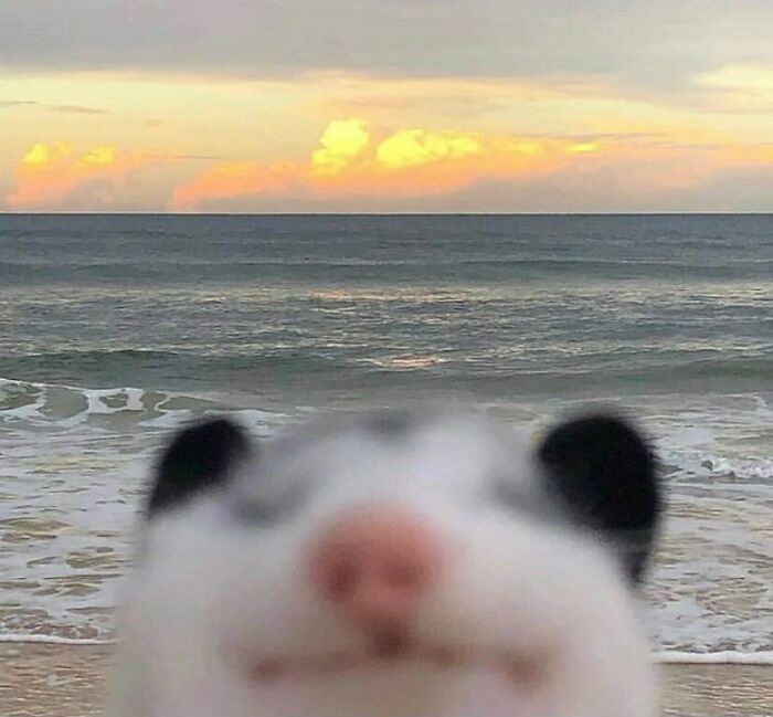 'Not My Animal': 40 Animal Pics That Just Don't Make Any Sense, As Shared On This Instagram Account