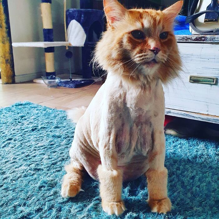 Afeité a mi gato