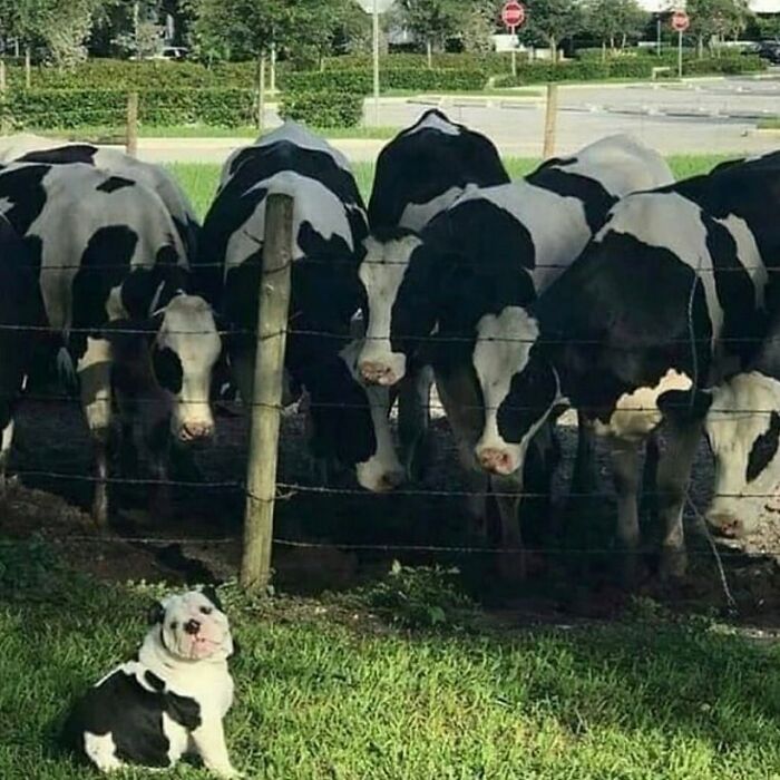 'Not My Animal': 40 Animal Pics That Just Don't Make Any Sense, As Shared On This Instagram Account
